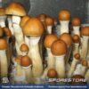 Ecuador Spores - Image 4