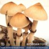 Ecuador Spores - Image 2