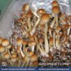 Ecuador Spores - Image 3