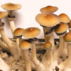 PES Hawaiian Spores