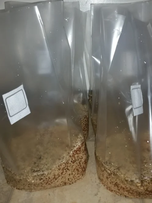 Mushroom Grow Bags - Image 7