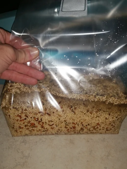 Mushroom Grow Bags - Image 6